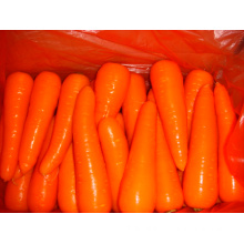 150-200g Fresh Red Excellent Carrot